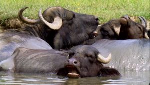 Búfalos de agua