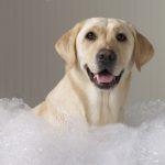 El Corsel: Productos naturales para perros
