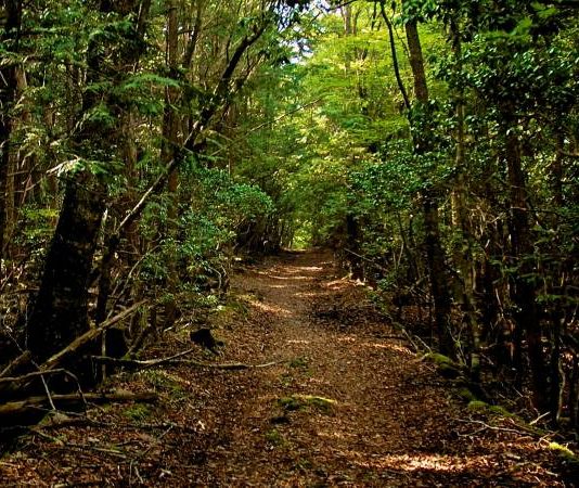 Turisto de terror: El bosque de los suicidios