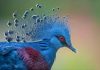 Conoce la paloma coronada Victoria: El ave que parece un fénix