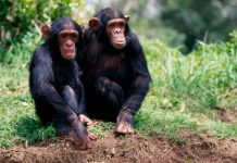 ¿La gripe humana afecta a los chimpancés?