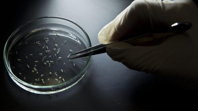 Detectan nuevo brote de E.coli en EEUU y Canadá.