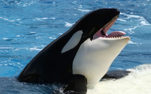 Una orca ha aprendido a decir varias palabras en inglés.