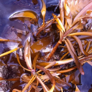Las algas: Un tesoro desaprovechado en la lucha contra el cambio climático. 
