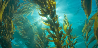 Las algas: Un tesoro desaprovechado en la lucha contra el cambio climático.