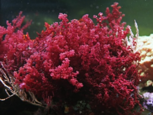 Las algas: Un tesoro desaprovechado en la lucha contra el cambio climático. 