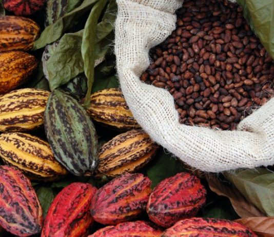 ES-CACAO, promoviendo la alta calidad en cacao salvadoreño
