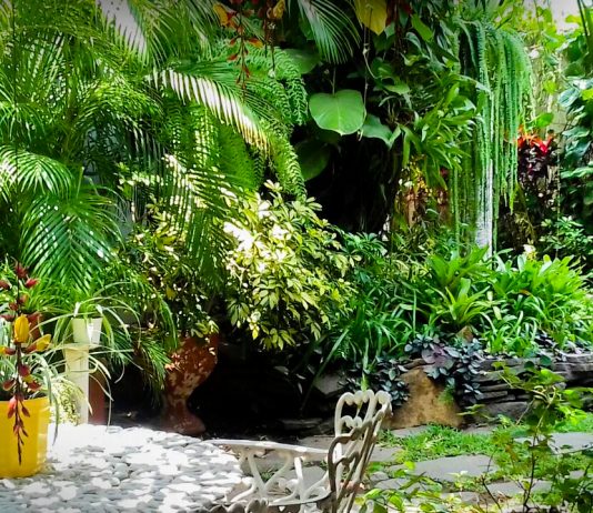 Hotel Árbol de Fuego