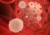 ¿Pueden los glóbulos blancos aliviar la inflamación?