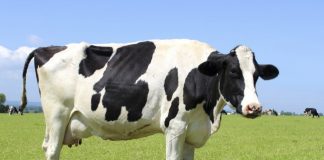 La mastitis: La enfermedad que ataca a las vacas