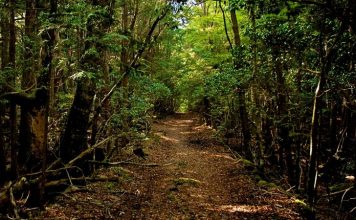 Turisto de terror: El bosque de los suicidios
