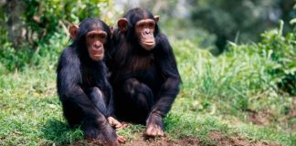 ¿La gripe humana afecta a los chimpancés?