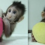 Conoce a los monos clonados en China. Conoce a los monos clonados en China