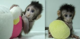 Conoce a los monos clonados en China