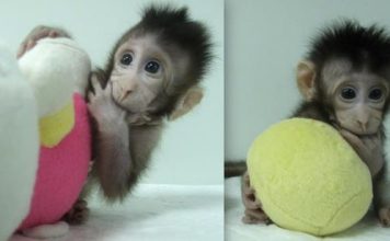 Conoce a los monos clonados en China
