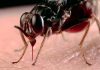 ¿Qué sabemos sobre la enfermedad de Chagas o tripanosomiasis?