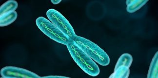 El cromosoma Y podría desaparecer tarde o temprano