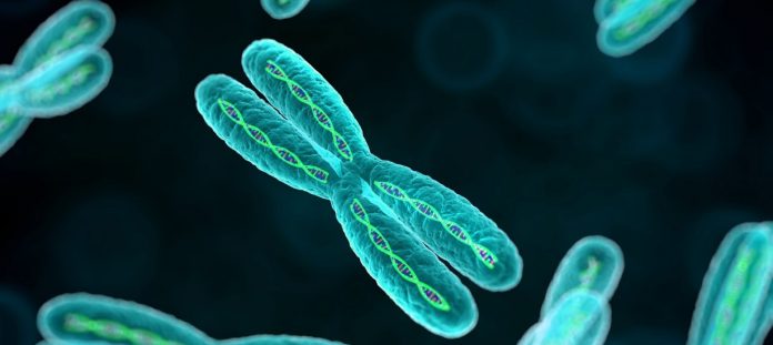 El cromosoma Y podría desaparecer tarde o temprano