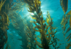 Las algas: Un tesoro desaprovechado en la lucha contra el cambio climático.